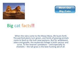 Big cat facts !!