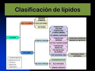 Biosíntesis de Triglicéridos