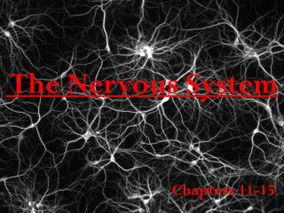 The Nervous System