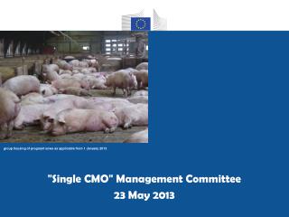 &quot; Single CMO &quot; Management Committee 23 May 2013