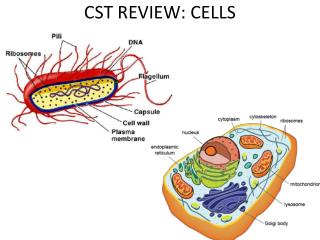 CST REVIEW: CELLS