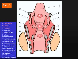 A – supraglotis B – glotis C – subglotis 1 – epiglotis 2 – hueso hioides