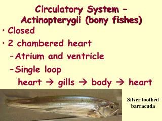 Circulatory System – Actinopterygii (bony fishes)