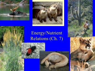 Energy/Nutrient Relations (Ch. 7)