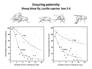 Ensuring paternity Sheep blow fly, Lucilia cuprina box 5.4