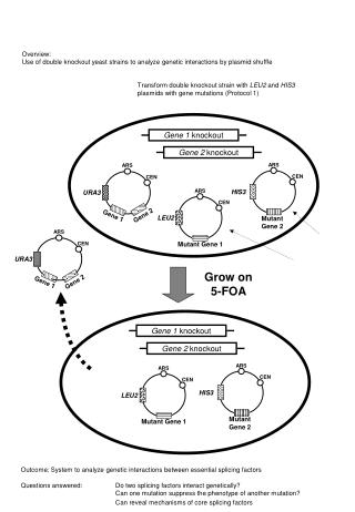 Grow on 5-FOA