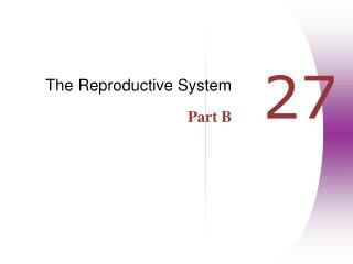 The Reproductive System Part B