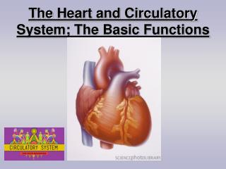 The Heart and Circulatory System; The Basic Functions