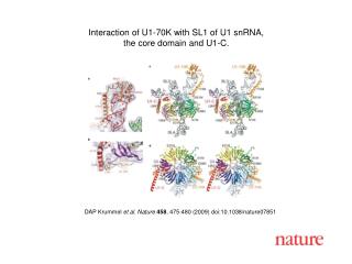 DAP Krummel et al. Nature 458 , 475 -480 (2009) doi:10.1038/nature07851