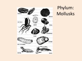 Phylum: Mollusks