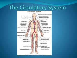 The Circulatory System