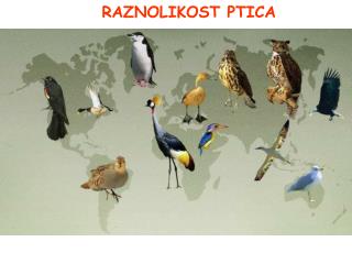 RAZNOLIKOST PTICA