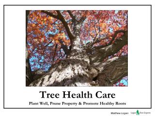 Tree Health Care Plant Well, Prune Property &amp; Promote Healthy Roots