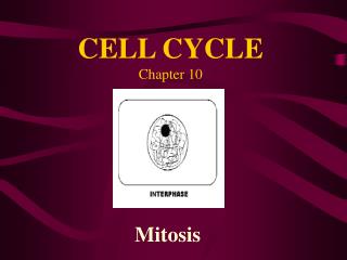 CELL CYCLE Chapter 10