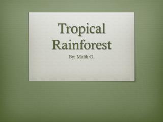 Tropical Rainforest