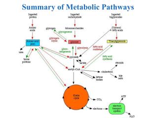 Summary of Metabolic Pathways