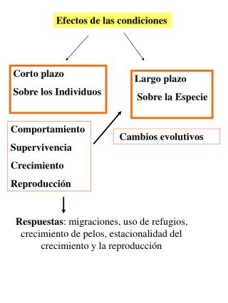 Efectos de las condiciones