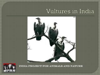 Vultures in India