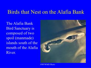 Birds that Nest on the Alafia Bank