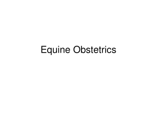 Equine Obstetrics