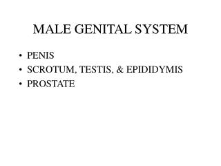 MALE GENITAL SYSTEM