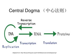 Central Dogma （中心法则）