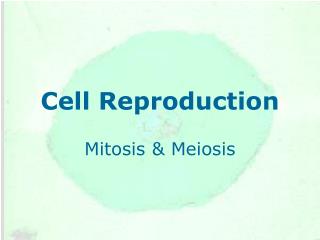 Cell Reproduction