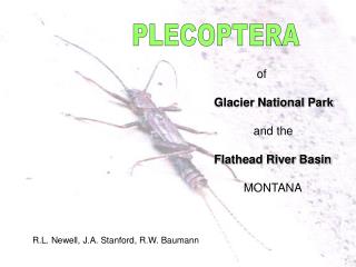 PLECOPTERA