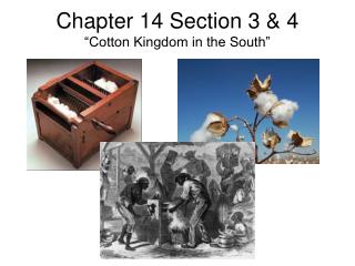 Chapter 14 Section 3 &amp; 4 “Cotton Kingdom in the South”