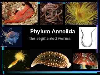 Phylum Annelida