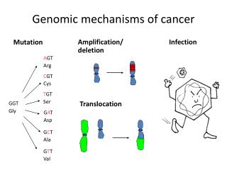 Genomic mechanisms of cancer