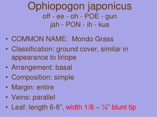 Ophiopogon japonicus off - ee - oh - POE - gun jah - PON - ih - kus