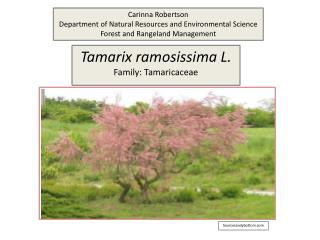 Tamarix ramosissima L. Family: Tamaricaceae