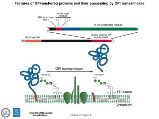 Features of GPI-anchored proteins and their processing by GPI transamidase