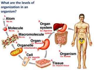 What are the levels of organization in an organism?