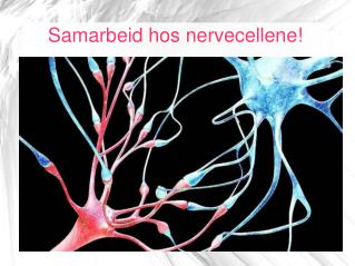 Samarbeid hos nervecellene!