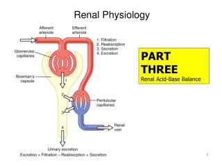 Renal Physiology