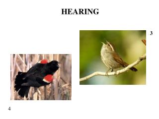 HEARING