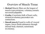 Overview of Muscle Tissue