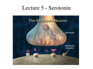 Lecture 5 - Serotonin