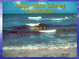 Pelagic (Water Column) Communities Part 1