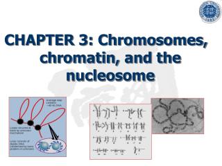 CHAPTER 3: Chromosomes, chromatin, and the nucleosome