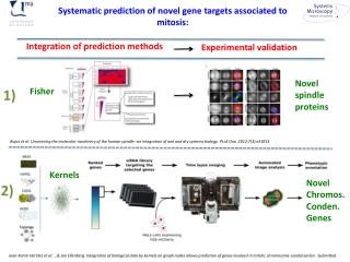 Systematic prediction of novel gene targets associated to mitosis: