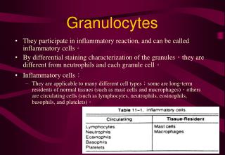 Granulocytes