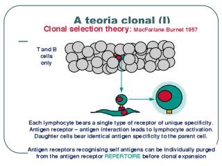 A teoria clonal (I)