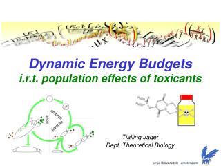 Dynamic Energy Budgets i.r.t. population effects of toxicants
