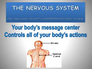 THE NERVOUS SYSTEM youtube/watch?v=sjyI4CmBOA0&amp;feature=player_detailpage