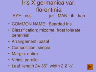 Iris X germanica var. florentinia EYE - riss jer - MAN - ih - kah