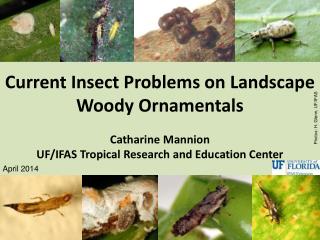 Current Insect Problems on Landscape Woody Ornamentals Catharine Mannion