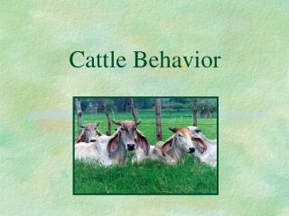 Cattle Behavior